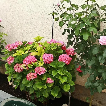 Villa Garden